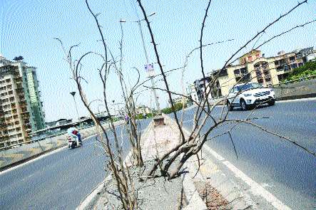 Due to the absence of water the plants on the fly dry | पाण्याअभावी उड्डाणपुलावरील झाडे सुकली Due to the absence of water the plants on the fly dry | पाण्याअभावी उड्डाणपुलावरील झाडे सुकली