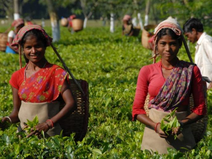 Gorkhaland unrest turns tea bitter | गोरखालॅंड आंदोलनामुळे चहाच्या दराला उकळी Gorkhaland unrest turns tea bitter | गोरखालॅंड आंदोलनामुळे चहाच्या दराला उकळी