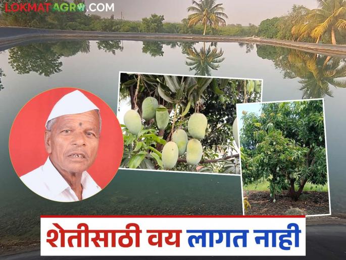 Farming requires perseverance, not age; 70-year-old farmer Vishnupant flourishes fruit farming on 12 acres | शेतीसाठी वय नव्हे हवी चिकाटी; ७० वर्षाचे शेतकरी विष्णुपंत यांनी १२ एकरवर फुलवली फळपिकांची शेती