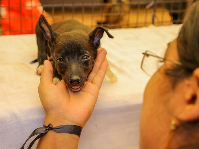 Dogs also sick with tick fever Waiting for treatment in veterinary hospital | श्वानही ‘टिक फिव्हर’ने आजारी; पशुवैद्यकीय दवाखान्यात उपचारासाठी ‘वेटिंग’ Dogs also sick with tick fever Waiting for treatment in veterinary hospital | श्वानही ‘टिक फिव्हर’ने आजारी; पशुवैद्यकीय दवाखान्यात उपचारासाठी ‘वेटिंग’