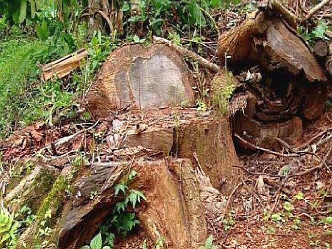 Hatari gang's rampage in Sakoli and Lakhani forests; Trafficking in valuable timber | साकोली व लाखनी जंगलात हातआरी टोळीचा धुमाकूळ; मौल्यवान लाकडांची तस्करी Hatari gang's rampage in Sakoli and Lakhani forests; Trafficking in valuable timber | साकोली व लाखनी जंगलात हातआरी टोळीचा धुमाकूळ; मौल्यवान लाकडांची तस्करी