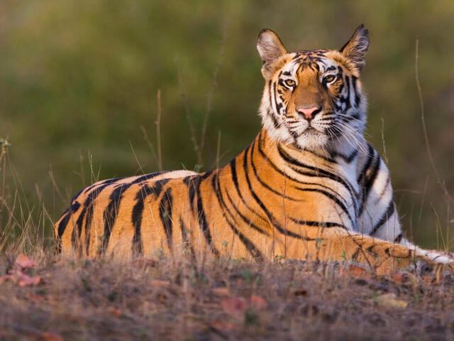 If a tiger easily sneaks into your house, will it work? | संपादकीय - वाघ तुमच्या घरात सहज डोकावला, तर चालेल ? If a tiger easily sneaks into your house, will it work? | संपादकीय - वाघ तुमच्या घरात सहज डोकावला, तर चालेल ?