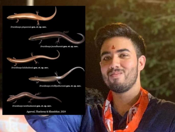Tejas Thackeray and colleagues traced the clan of Sapsurli that gave birth to the cub | तेजस ठाकरे आणि सहकाऱ्यांनी घेतला पिल्लाला जन्म देणार्या सापसुरळीच्या कुळाचा शोध Tejas Thackeray and colleagues traced the clan of Sapsurli that gave birth to the cub | तेजस ठाकरे आणि सहकाऱ्यांनी घेतला पिल्लाला जन्म देणार्या सापसुरळीच्या कुळाचा शोध