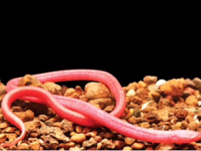 Rakthamichtys mumba Tejas Thackeray and his fellow researchers finds new species of blind eel pdc | Tejas Thackeray : तेजस ठाकरे यांनी शोधला मत्स्य प्रजातीतील ईल Rakthamichtys mumba Tejas Thackeray and his fellow researchers finds new species of blind eel pdc | Tejas Thackeray : तेजस ठाकरे यांनी शोधला मत्स्य प्रजातीतील ईल