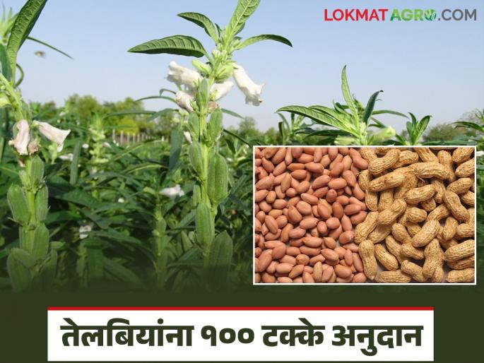 100% subsidy will be provided for certified seeds of summer groundnut and sesame crops; How to register? | उन्हाळी भुईमूग व तीळ पिकांच्या प्रमाणित बियाण्यासाठी मिळणार १००% अनुदान; कशी कराल नोंदणी? 100% subsidy will be provided for certified seeds of summer groundnut and sesame crops; How to register? | उन्हाळी भुईमूग व तीळ पिकांच्या प्रमाणित बियाण्यासाठी मिळणार १००% अनुदान; कशी कराल नोंदणी?