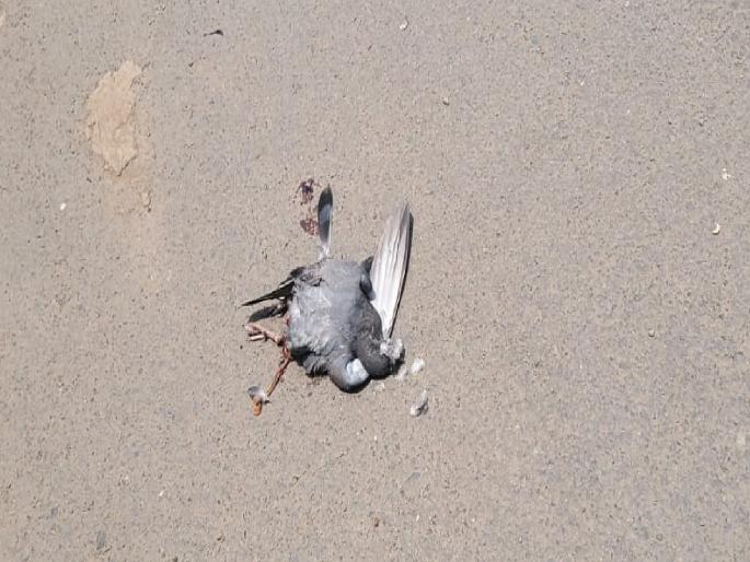 There were cases of birds falling to the ground due to heat stroke in Satara city and area | उन्हाचा फटका, आकाशात उडणारे पक्षी जमिनीवर लागले कोसळू There were cases of birds falling to the ground due to heat stroke in Satara city and area | उन्हाचा फटका, आकाशात उडणारे पक्षी जमिनीवर लागले कोसळू