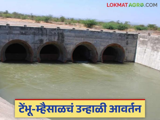 Tembhu Mhaisal Yojana : When will water be released into the Man and Korda rivers through the Tembhu-Mhaisal Yojana? | Tembhu Mhaisal Yojana : टेंभू-म्हैसाळ योजनेद्वारे माण व कोरडा नदीत कधी सोडणार पाणी? Tembhu Mhaisal Yojana : When will water be released into the Man and Korda rivers through the Tembhu-Mhaisal Yojana? | Tembhu Mhaisal Yojana : टेंभू-म्हैसाळ योजनेद्वारे माण व कोरडा नदीत कधी सोडणार पाणी?