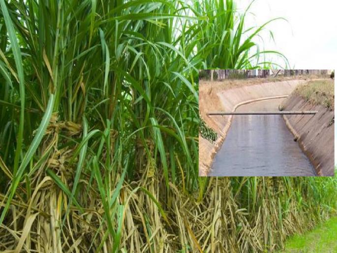 Sugarcane out of Kadegaon taluka Sangli hit recovery of water schemes | Sangli News: पाणी योजनांच्या वसुलीस ऊस बाहेर गेल्याने फटका, कडेगावातील चित्र Sugarcane out of Kadegaon taluka Sangli hit recovery of water schemes | Sangli News: पाणी योजनांच्या वसुलीस ऊस बाहेर गेल्याने फटका, कडेगावातील चित्र