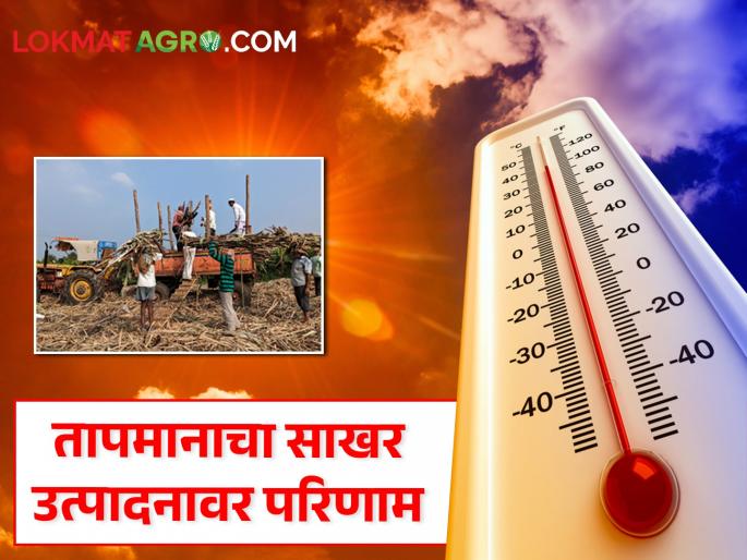 Latest News 10 percent decrease in sugar production in Bhandara district, read in detail | भंडारा जिल्ह्यात साखर उत्पादनात 10 टक्क्यांची घट, वाचा नेमकं कारण काय?