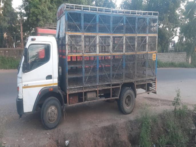 They stole 4 lakhs hens, showing fear of koyata weapon | कोयत्याचा धाक दाखवून चोरट्यांनी पळविल्या ४ लाखांच्या कोंबड्या They stole 4 lakhs hens, showing fear of koyata weapon | कोयत्याचा धाक दाखवून चोरट्यांनी पळविल्या ४ लाखांच्या कोंबड्या