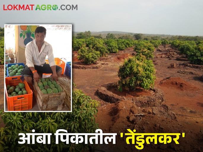 Tendulkar left the catering business and started fruit crops farming on 23 acres | कॅटरिंग व्यवसाय सोडून २३ एकर क्षेत्रावर फळबाग फुलवणारा तेंडूलकर Tendulkar left the catering business and started fruit crops farming on 23 acres | कॅटरिंग व्यवसाय सोडून २३ एकर क्षेत्रावर फळबाग फुलवणारा तेंडूलकर