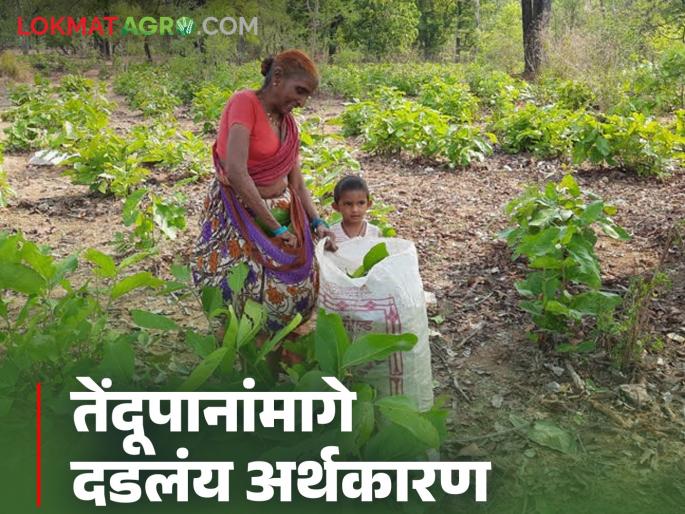 Agriculture News: The purchase price of tendupana has been decided, when will it be for laborers? The economics behind tendupana | Tendu Patta : तेंदूपानांचा खरेदी दर ठरला, मजुरांचा कधी? तेंदूपानांमागे दडलंय अर्थकारण Agriculture News: The purchase price of tendupana has been decided, when will it be for laborers? The economics behind tendupana | Tendu Patta : तेंदूपानांचा खरेदी दर ठरला, मजुरांचा कधी? तेंदूपानांमागे दडलंय अर्थकारण