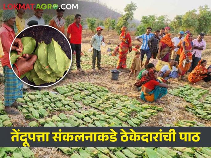 Latest News Contractors did not accept tender for Tendupatta collection in nagpur | Nagpur : तेंदूपत्ता संकलनाचे टेंडर निघालं, मात्र ठेकेदारांनी कामचं घेतलं नाही, कारण....  Latest News Contractors did not accept tender for Tendupatta collection in nagpur | Nagpur : तेंदूपत्ता संकलनाचे टेंडर निघालं, मात्र ठेकेदारांनी कामचं घेतलं नाही, कारण....