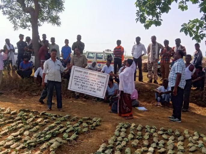 villagers of palasgaon and forest department argument over from tendu patta collection | तेंदुपत्ता संकलनावरून गावकरी व वनविभाग आमने-सामने; पाच दिवस उलटूनही तोडगा नाही villagers of palasgaon and forest department argument over from tendu patta collection | तेंदुपत्ता संकलनावरून गावकरी व वनविभाग आमने-सामने; पाच दिवस उलटूनही तोडगा नाही