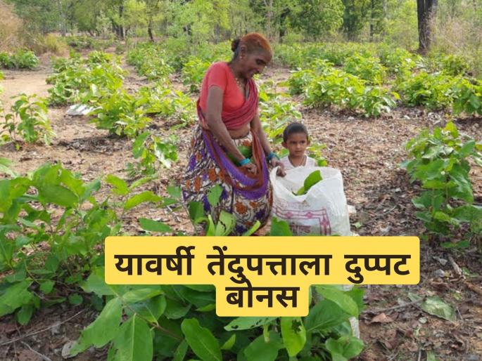 Latest News Tendupatta will get double bonus in Gadchiroli district this year | गडचिरोली जिल्ह्यात तेंदूपत्तामुळे अनेकांना रोजगार, यंदा दुप्पट बोनस मिळणार  Latest News Tendupatta will get double bonus in Gadchiroli district this year | गडचिरोली जिल्ह्यात तेंदूपत्तामुळे अनेकांना रोजगार, यंदा दुप्पट बोनस मिळणार