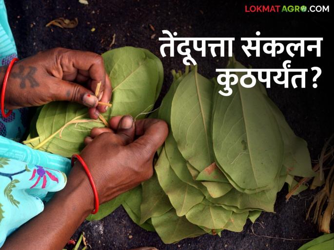 Latest News Rs. 450 per hundred for collection of Tendupatta from Gram Sabha | 68 हजार पोत्यांच उद्दिष्ट, ग्रामसभांकडून तेंदूपत्ता संकलनासाठी काय दर ठरला?