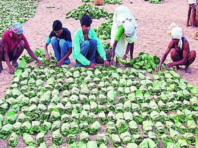 72 crore royalty bonus to Tendupatta labourers historical decision of forest department | आता तेंदूपत्ता मजुरांना रॉयल्टीचे ७२ काेटी बोनस; वन खात्याचा ऐतिहासिक निर्णय 72 crore royalty bonus to Tendupatta labourers historical decision of forest department | आता तेंदूपत्ता मजुरांना रॉयल्टीचे ७२ काेटी बोनस; वन खात्याचा ऐतिहासिक निर्णय