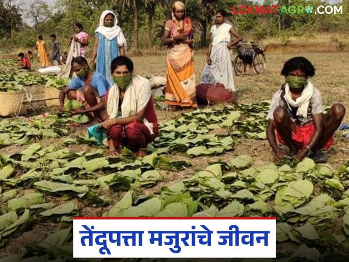 latest news Tendupatta Workers: The life of Tendupatta workers: Read the painful story of struggle in detail | Tendupatta Workers: तेंदूपत्ता मजुरांचे जीवन: संघर्षाची वेदनादायक कहाणी वाचा सविस्तर