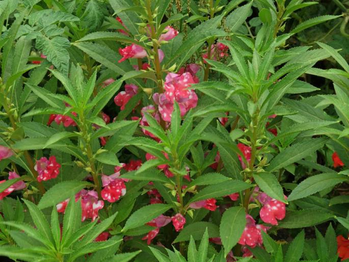 covid 19 infection rosemary compound can help blocking coronavirus infections | CoronaVirus News: आशेचा नवा किरण! घरातल्या 'या' लहानशा रोपट्यात कोरोनाचा खात्मा करण्याची क्षमता