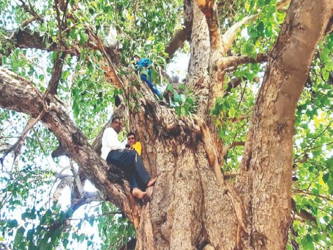 Villagers of Ahire village in Satara district protested against the companies not keeping their promises by climbing a tree | Satara: कंपन्यांचा निषेध, अहिरे गावातील सुमारे २० ते २५ तरुण झाडावर उपोषणास बसले  Villagers of Ahire village in Satara district protested against the companies not keeping their promises by climbing a tree | Satara: कंपन्यांचा निषेध, अहिरे गावातील सुमारे २० ते २५ तरुण झाडावर उपोषणास बसले