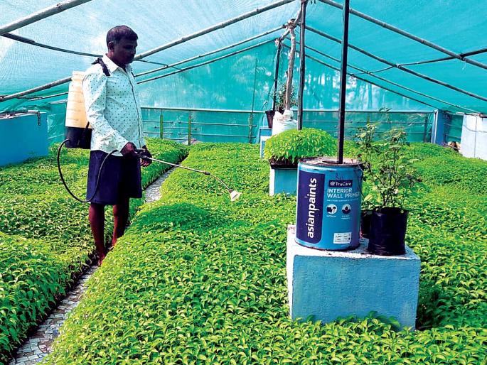 Terrace nursery for chili plants; Increase in yield due to cash crop | मिरची रोपांसाठी टेरेस नर्सरी; नगदी पिकामुळे उत्पन्नात वाढ Terrace nursery for chili plants; Increase in yield due to cash crop | मिरची रोपांसाठी टेरेस नर्सरी; नगदी पिकामुळे उत्पन्नात वाढ