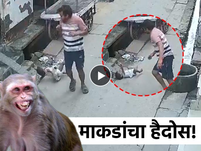 hathras terror of monkeys innocent child fell from the roof in front of her father viral video | २ वर्षांच्या मुलीवर माकडांचा हल्ला; वडिलांसमोर छतावरुन खाली पडली, धडकी भरवणारा Video
