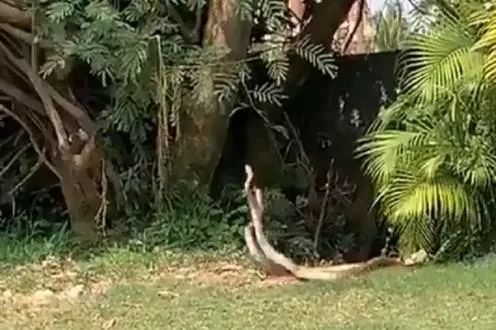 Dancing of Two rat snakes at a golf course video goes viral myb | सापांचा झक्कास डान्स पाहून म्हणाल, 'वाह क्या बात है!', व्हिडीओ व्हायरल.... Dancing of Two rat snakes at a golf course video goes viral myb | सापांचा झक्कास डान्स पाहून म्हणाल, 'वाह क्या बात है!', व्हिडीओ व्हायरल....