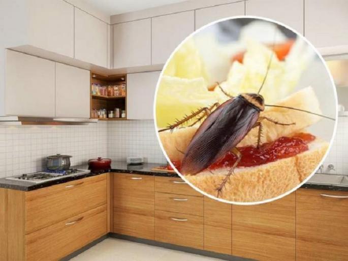 Suman Dhamne Shared Secret Tricks To Get Rid Of Cockroaches Naturally | घरात कायम झुरळं फिरतात? करा १ खास उपाय, घरातली सगळी झुरळं होतील गायब काही मिनिटांत Suman Dhamne Shared Secret Tricks To Get Rid Of Cockroaches Naturally | घरात कायम झुरळं फिरतात? करा १ खास उपाय, घरातली सगळी झुरळं होतील गायब काही मिनिटांत