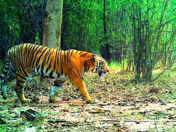 That tiger was seen, a search drive from the forest department team and villagers in khadka nagpur | 'तो' वाघ दिसला, वनविभागाचे पथक अन् ग्रामस्थांकडून शोधमोहीम  That tiger was seen, a search drive from the forest department team and villagers in khadka nagpur | 'तो' वाघ दिसला, वनविभागाचे पथक अन् ग्रामस्थांकडून शोधमोहीम
