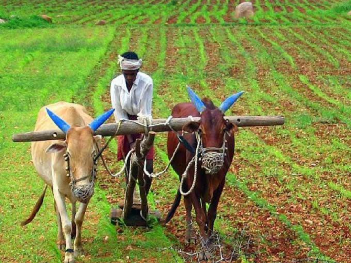 507 rain-damaged farmers in Thane district have paid millions in their bank accounts since Monday! | ठाणे जिल्ह्यातील ५०७ अतिवृष्टी नुकसानग्रस्त शेतकऱ्यांच्या बँक खात्यात सोमवारपासून लाखोंची भरपाई! 507 rain-damaged farmers in Thane district have paid millions in their bank accounts since Monday! | ठाणे जिल्ह्यातील ५०७ अतिवृष्टी नुकसानग्रस्त शेतकऱ्यांच्या बँक खात्यात सोमवारपासून लाखोंची भरपाई!