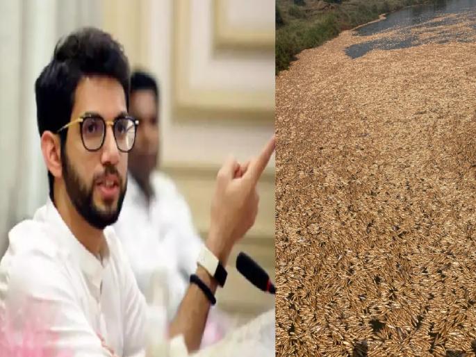 Take direct action against polluters of Panchganga river, environment minister Aditya Thackeray orders pollution board | ‘पंचगंगा’ प्रदूषित करणाऱ्यांवर थेट कारवाई करा, पर्यावरण मंत्र्यांचे प्रदूषण मंडळाला आदेश Take direct action against polluters of Panchganga river, environment minister Aditya Thackeray orders pollution board | ‘पंचगंगा’ प्रदूषित करणाऱ्यांवर थेट कारवाई करा, पर्यावरण मंत्र्यांचे प्रदूषण मंडळाला आदेश