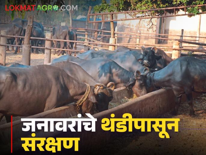 Latest News Cold weather, how to protect animals from cold Know in detail  | Care Tips For livestock : थंडी वाढली, जनावरांचे थंडीपासून संरक्षण कसे कराल? जाणून घ्या सविस्तर  Latest News Cold weather, how to protect animals from cold Know in detail  | Care Tips For livestock : थंडी वाढली, जनावरांचे थंडीपासून संरक्षण कसे कराल? जाणून घ्या सविस्तर