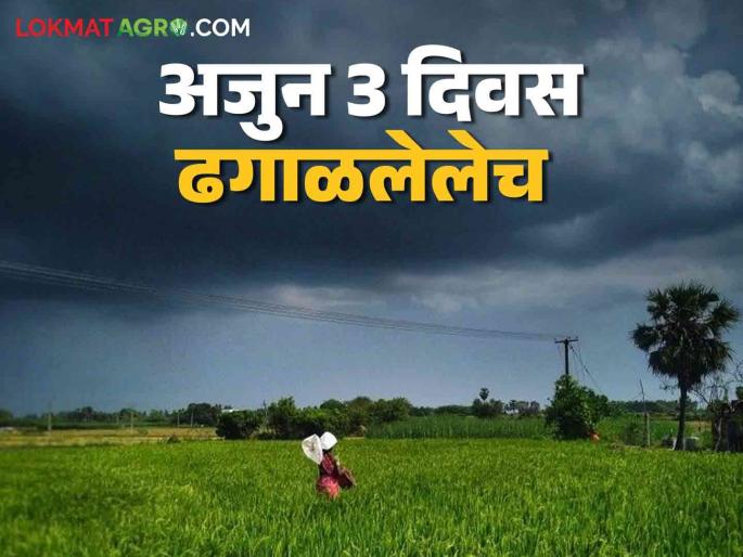 Latest News Maharashtra Weather Update Chance of cold start from 8th December in Maharashtra see details | Maharashtra Weather Update : 'या' तारखेपासून पुन्हा गुलाबी थंडीची चाहूल, जाणून घ्या पुढील हवामान अंदाज 