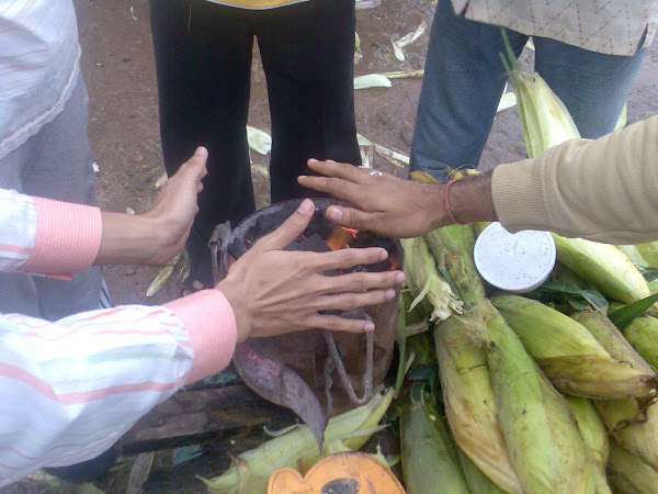 Nashik district recorded the coldest temperature in the state | राज्यात नाशिक जिल्ह्यात सर्वाधिक थंडीची झाली नोंद Nashik district recorded the coldest temperature in the state | राज्यात नाशिक जिल्ह्यात सर्वाधिक थंडीची झाली नोंद