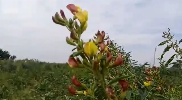 Farmer of Yavatmal in trouble again; The effect of cloudy weather | यवतमाळचा बळीराजा पुन्हा संकटात; ढगाळ वातावरणाचा परिणाम