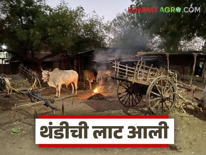 Latest News Cold wave in few districts of Maharashtra till Sankashti Chaturthi, read in detail | Cold Wave : महाराष्ट्रातील 'या' जिल्ह्यांत संकष्टी चतुर्थीपर्यंत थंडीची लाट, वाचा सविस्तर Latest News Cold wave in few districts of Maharashtra till Sankashti Chaturthi, read in detail | Cold Wave : महाराष्ट्रातील 'या' जिल्ह्यांत संकष्टी चतुर्थीपर्यंत थंडीची लाट, वाचा सविस्तर