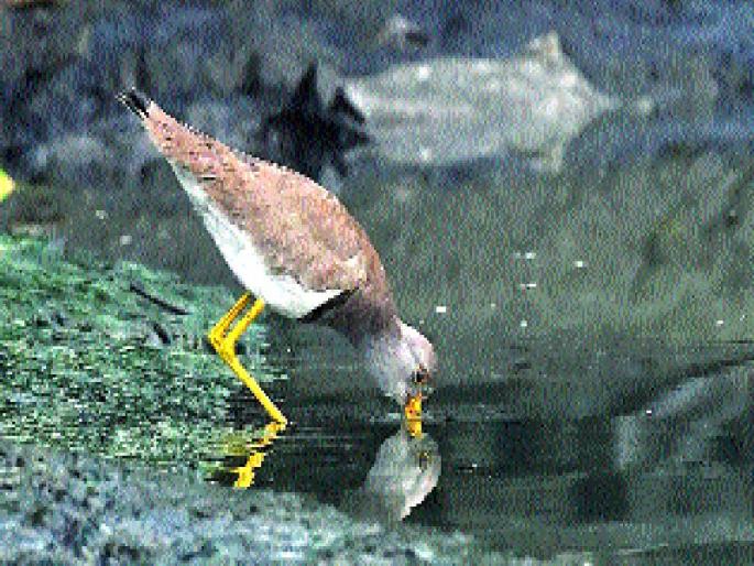 Wrecked foreign visitors to the wrong way! | वाट चुकून आला दुर्मीळ परदेशी पाहुणा! Wrecked foreign visitors to the wrong way! | वाट चुकून आला दुर्मीळ परदेशी पाहुणा!