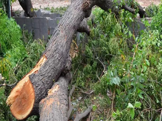 A builder in Thane has applied to the Tree Authority to cut down 1,300 trees | पर्यावरणावर विस्तव ठेवून केलेला विकास तात्कालिक ठरणार; १३०० वृक्ष पाडणाऱ्या बिल्डरला रोखणार? A builder in Thane has applied to the Tree Authority to cut down 1,300 trees | पर्यावरणावर विस्तव ठेवून केलेला विकास तात्कालिक ठरणार; १३०० वृक्ष पाडणाऱ्या बिल्डरला रोखणार?