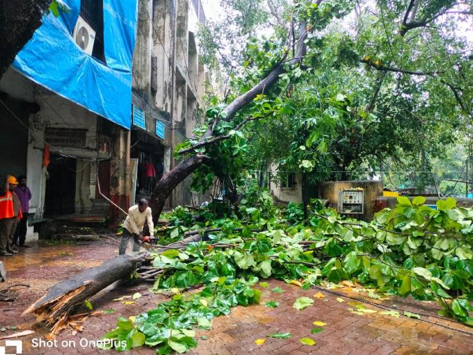 381 trees in Thane in six months | सहा महिन्यात ठाण्यात ३८१ वृक्ष धारातीर्थ