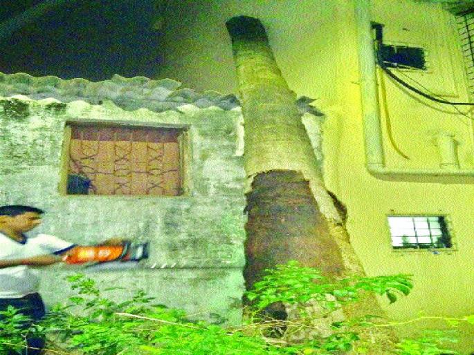  Chimurdi injured in a tree in Thane; | ठाण्यात झाड पडून चिमुरडी जखमी, प्रकृती चिंताजनक