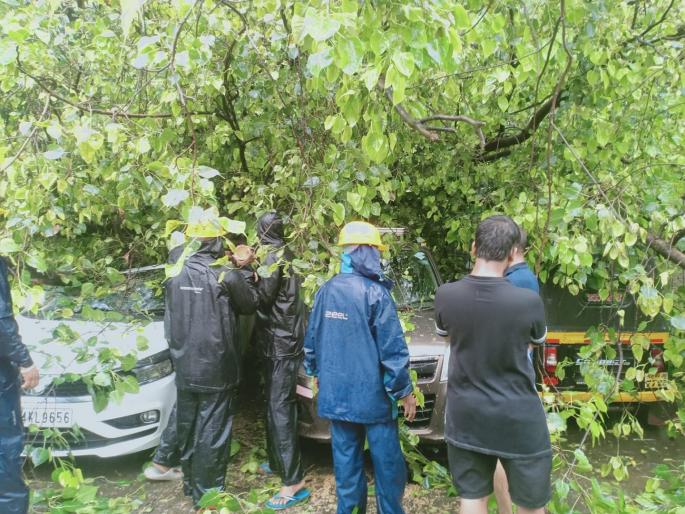 Heavy damage to Electric DP along with two vehicles due to falling pimpal tree in Thane  | ठाण्यात पिंपळाचे झाड पडून दोन वाहनांसह इलेक्ट्रिक डीपीचे मोठे नुकसान  Heavy damage to Electric DP along with two vehicles due to falling pimpal tree in Thane  | ठाण्यात पिंपळाचे झाड पडून दोन वाहनांसह इलेक्ट्रिक डीपीचे मोठे नुकसान