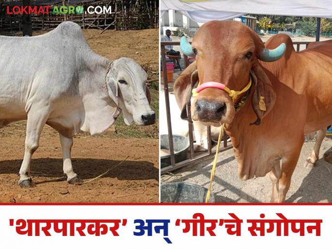 Latest News Rajasthani 'Tharparkar' and Gujarati 'Gir' cow well settled in Chandrapur district, read in detail | Agriculture News : चंद्रपूरात सुखेनैव नांदू लागल्या राजस्थानी ‘थारपारकर’ अन् गुजराती ‘गीर’, वाचा सविस्तर  Latest News Rajasthani 'Tharparkar' and Gujarati 'Gir' cow well settled in Chandrapur district, read in detail | Agriculture News : चंद्रपूरात सुखेनैव नांदू लागल्या राजस्थानी ‘थारपारकर’ अन् गुजराती ‘गीर’, वाचा सविस्तर