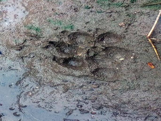 Five goats killed in a bomb attack in Bhokari | भोकरी येथे तडसाच्या हल्ल्यात पाच शेळ्या ठार Five goats killed in a bomb attack in Bhokari | भोकरी येथे तडसाच्या हल्ल्यात पाच शेळ्या ठार