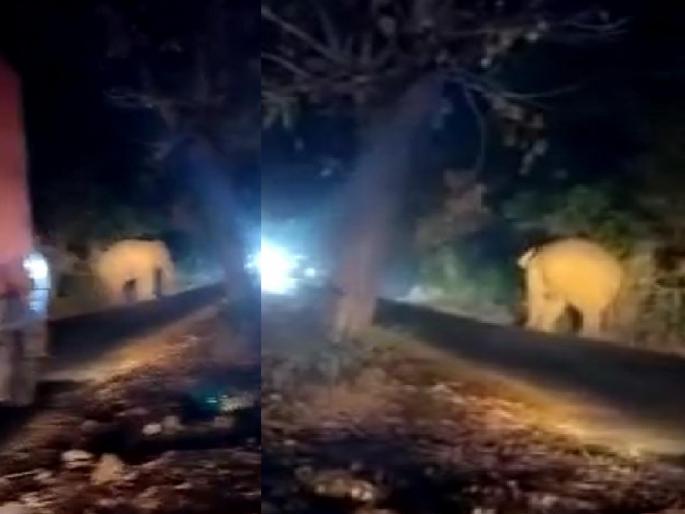 Tourists visit Tusker on Ajra Amboli route, scary atmosphere due to loud screaming | आजरा-आंबोली मार्गावर पर्यटकांना टस्करचे दर्शन, वेळवट्टीत मोठ्याने चित्कारल्याने भितीयुक्त वातावरण Tourists visit Tusker on Ajra Amboli route, scary atmosphere due to loud screaming | आजरा-आंबोली मार्गावर पर्यटकांना टस्करचे दर्शन, वेळवट्टीत मोठ्याने चित्कारल्याने भितीयुक्त वातावरण