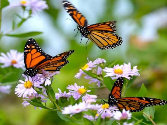 Visit Thatteka bird sanctuary in Kerala | फुलपाखरांची रंगीबेरंगी दुनिया बघण्यासाठी थट्टेकड पक्षी अभयारण्याला द्या भेट!