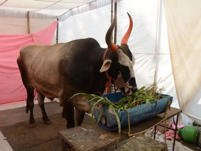 The age of Hyggeyahan is only 9 years, weight 1tonnes | आगळ््या-वेगळ््या वृषभाचे आकर्षण : ह्यगज्याह्णचे वय अवघे ९ वर्षे, वजन तब्बल १ टन The age of Hyggeyahan is only 9 years, weight 1tonnes | आगळ््या-वेगळ््या वृषभाचे आकर्षण : ह्यगज्याह्णचे वय अवघे ९ वर्षे, वजन तब्बल १ टन