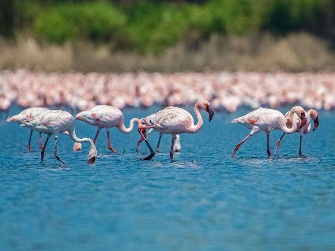 Danger to flamingos due to loss of wetland space | पाणथळ जागा नष्ट झाल्यामुळे फ्लेमिंगोंना धोका Danger to flamingos due to loss of wetland space | पाणथळ जागा नष्ट झाल्यामुळे फ्लेमिंगोंना धोका