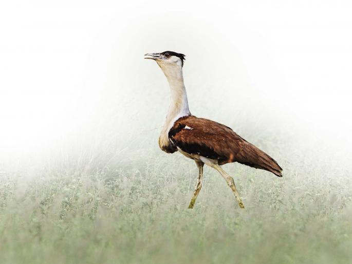 The Great Indian Bustard is vanishing | माळढोकच्या खुणा The Great Indian Bustard is vanishing | माळढोकच्या खुणा