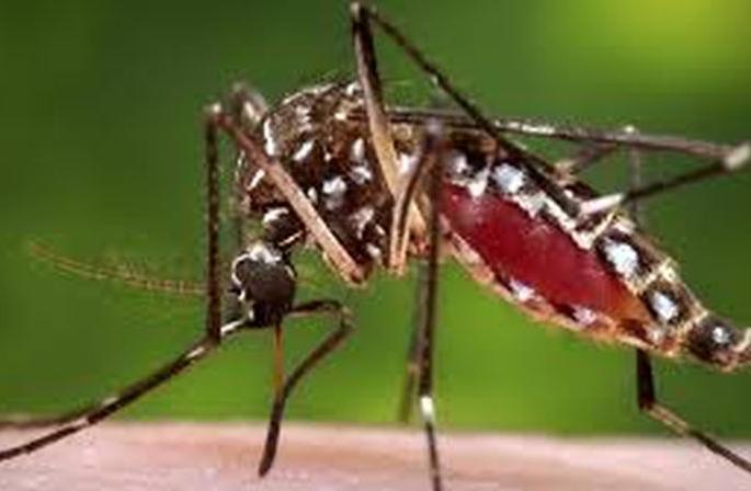 Be careful! The risk of dengue is increasing again in the district | सावधान! जिल्ह्यात पुन्हा वाढतोय डेंग्यूचा धोका
