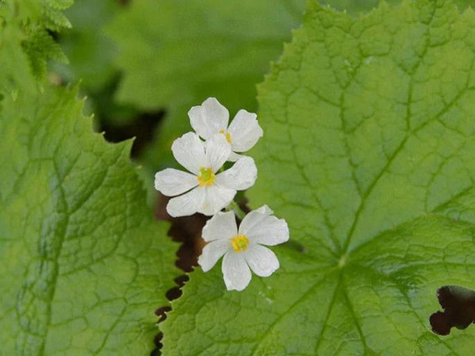 The white flower that becomes crystal clear in rains | आश्चर्य! एक असं फूल जे पाण्यात भिजताच होतं पारदर्शी! The white flower that becomes crystal clear in rains | आश्चर्य! एक असं फूल जे पाण्यात भिजताच होतं पारदर्शी!
